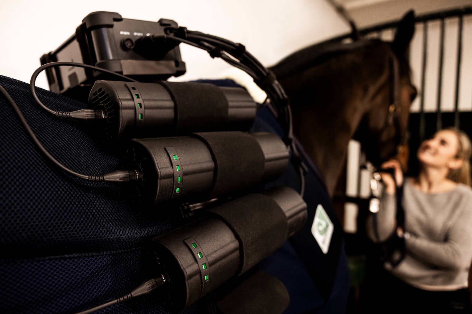 Equine Balance Regeneration Ein Pferd mit Equine Balance Radiofrequenz-Therapiegerät im Stall