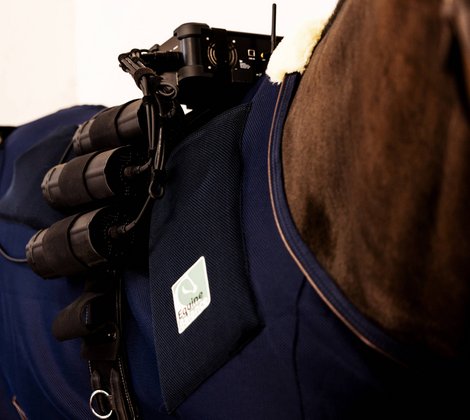 Ein Pferd mit Equine Balance Radiofrequenz-Therapiegerät