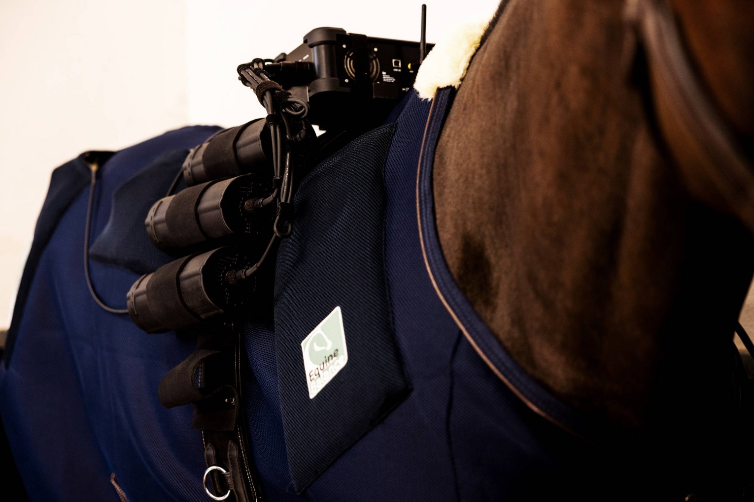 Ein Pferd mit Equine Balance Radiofrequenz-Therapiegerät